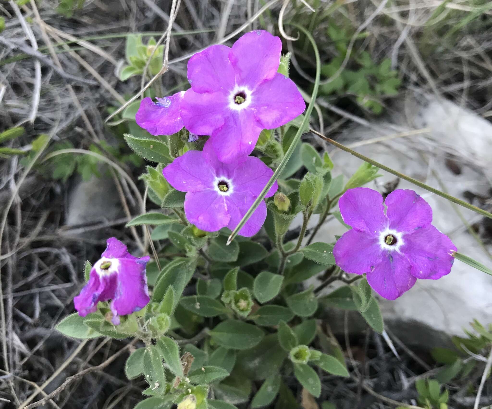 Image of Texas cupflower