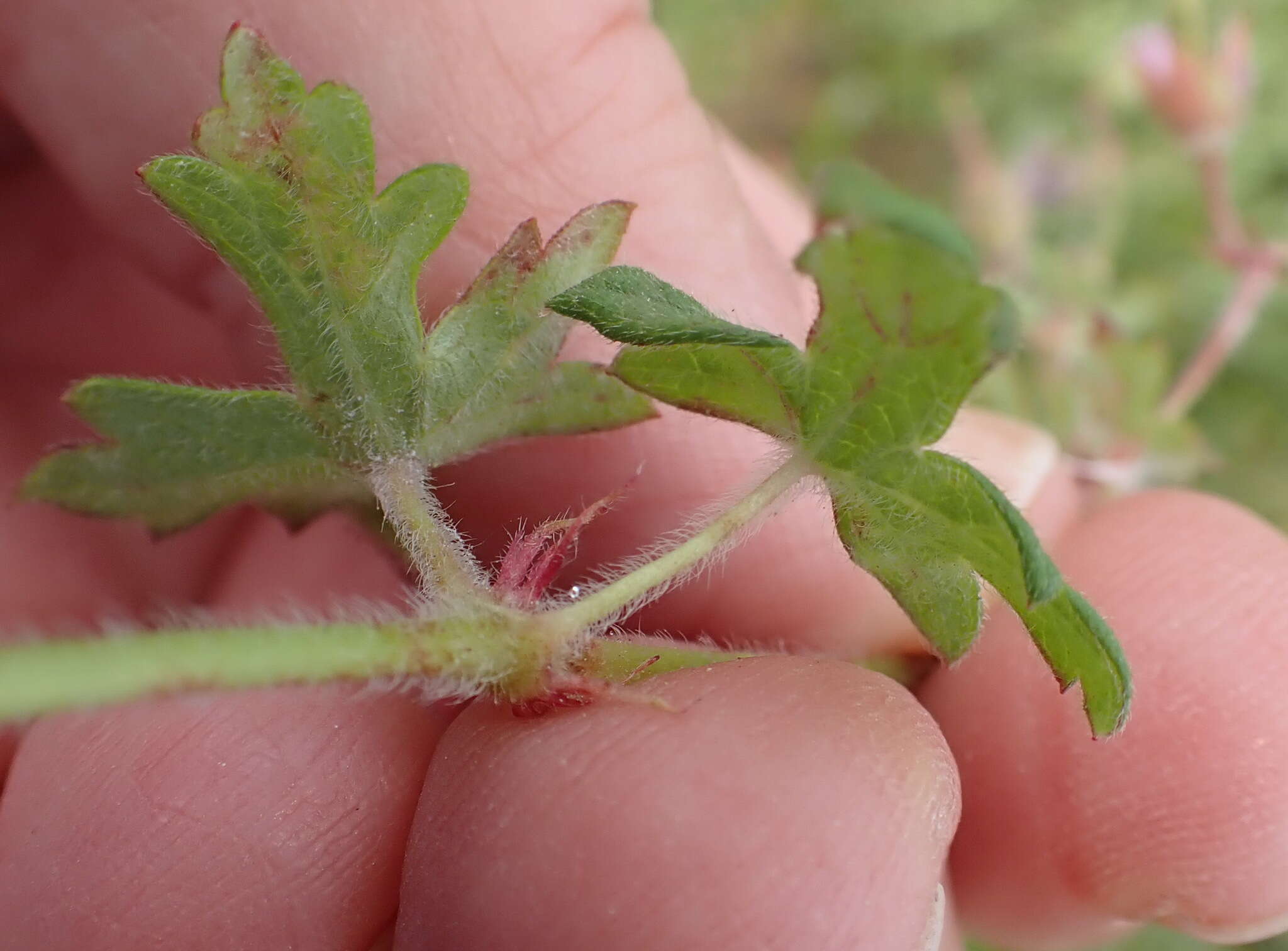 Imagem de Geranium ornithopodon Eckl. & Zeyh.