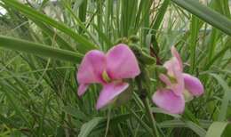 Слика од Vigna unguiculata (L.) Walp.