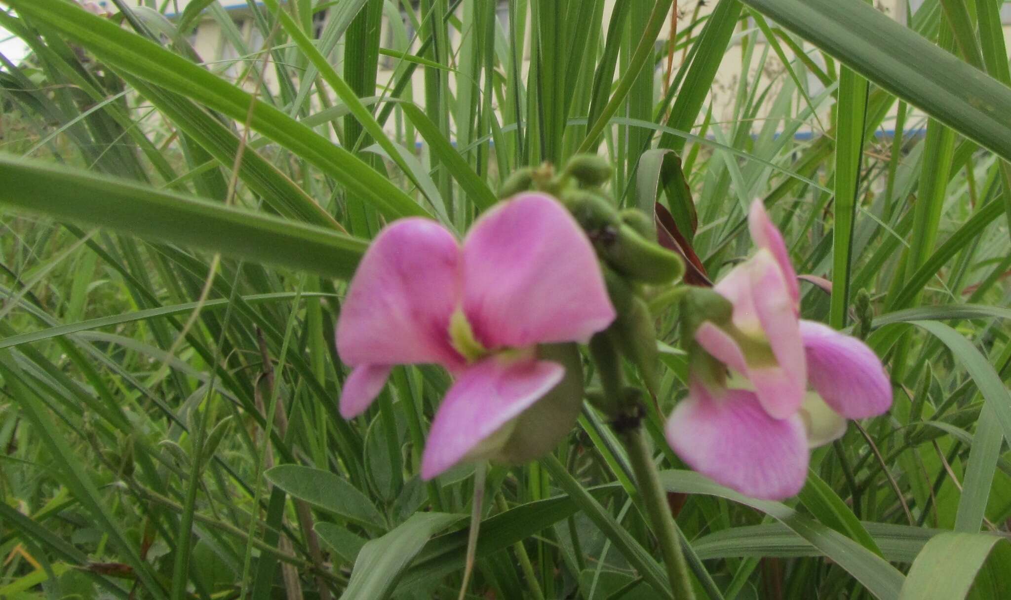 Слика од Vigna unguiculata (L.) Walp.