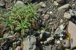 Image of Regel's chickweed