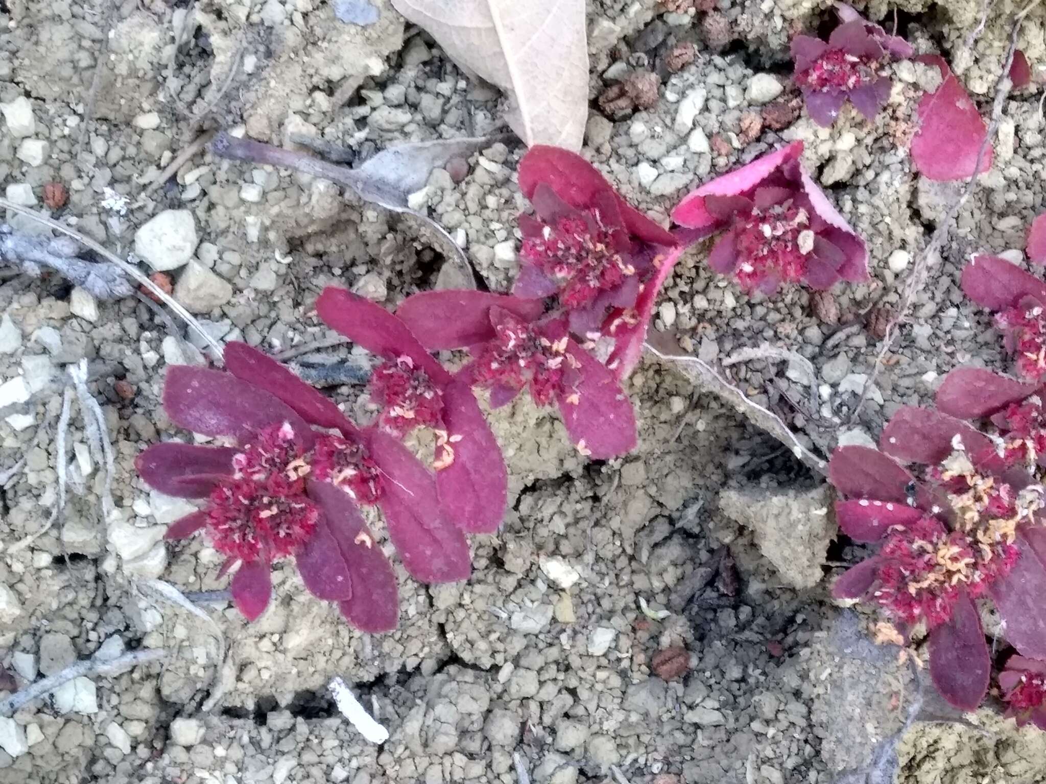 Euphorbia densiflora (Klotzsch) Klotzsch的圖片