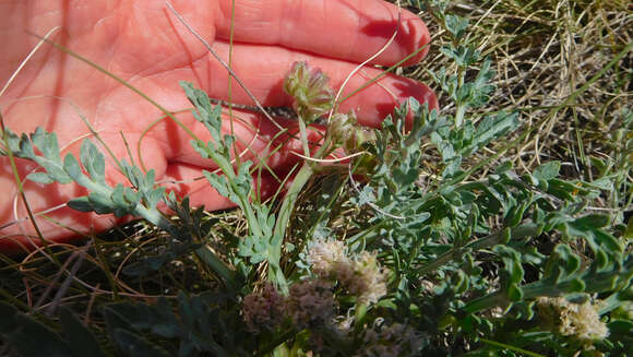 Image of mountain springparsley