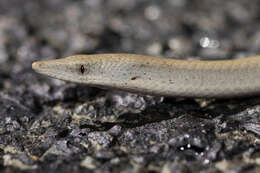 Image of Burton's Legless Lizard