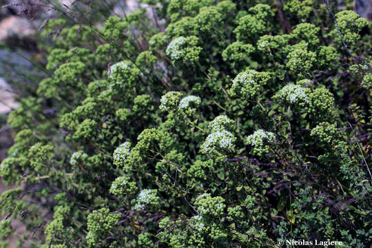 Image of pot marjoram