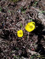 Image de Geum rossii var. turbinatum (Rydb.) C. L. Hitchc.