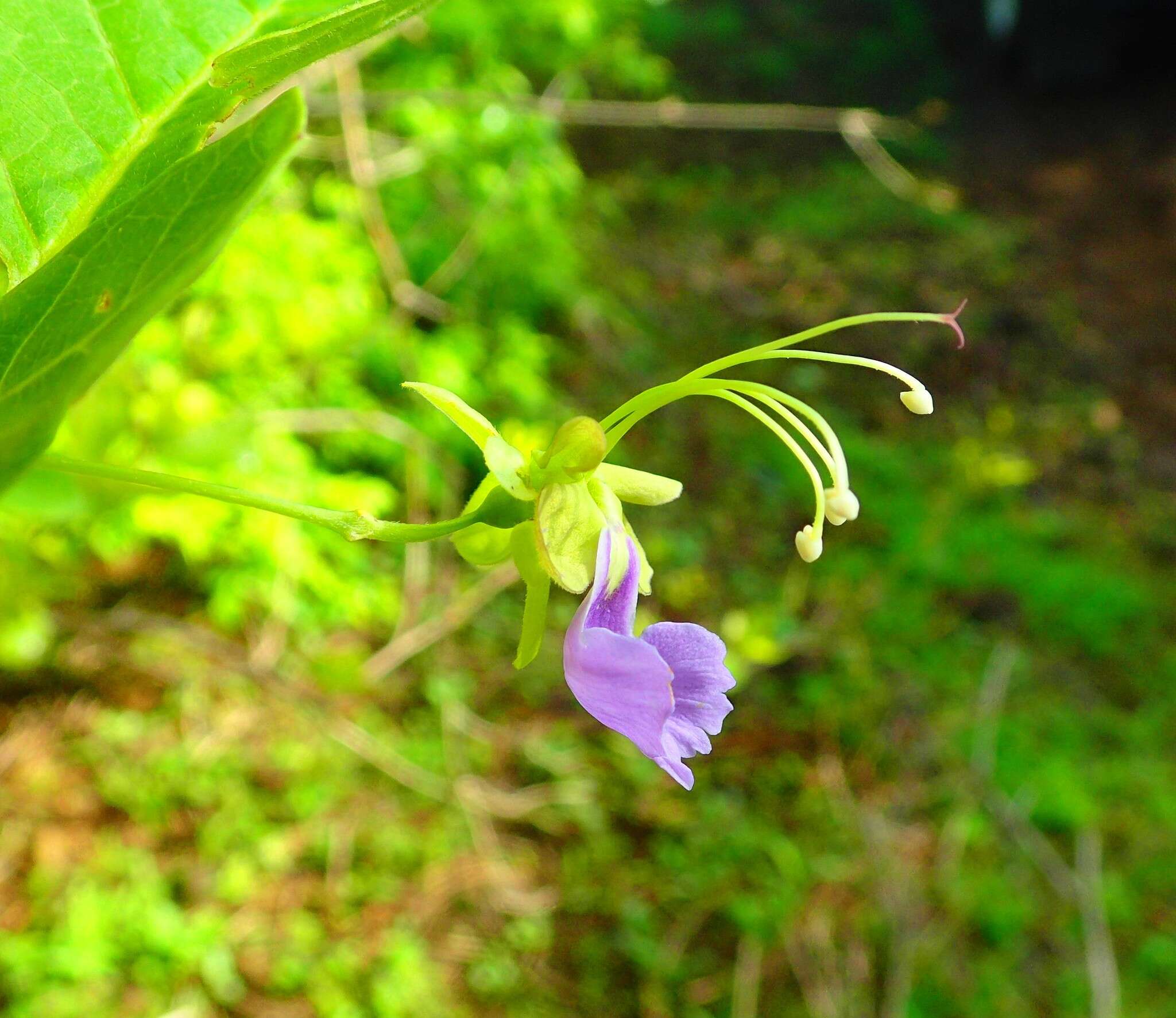 Image de Karomia macrocalyx (Baker) R. Fern.