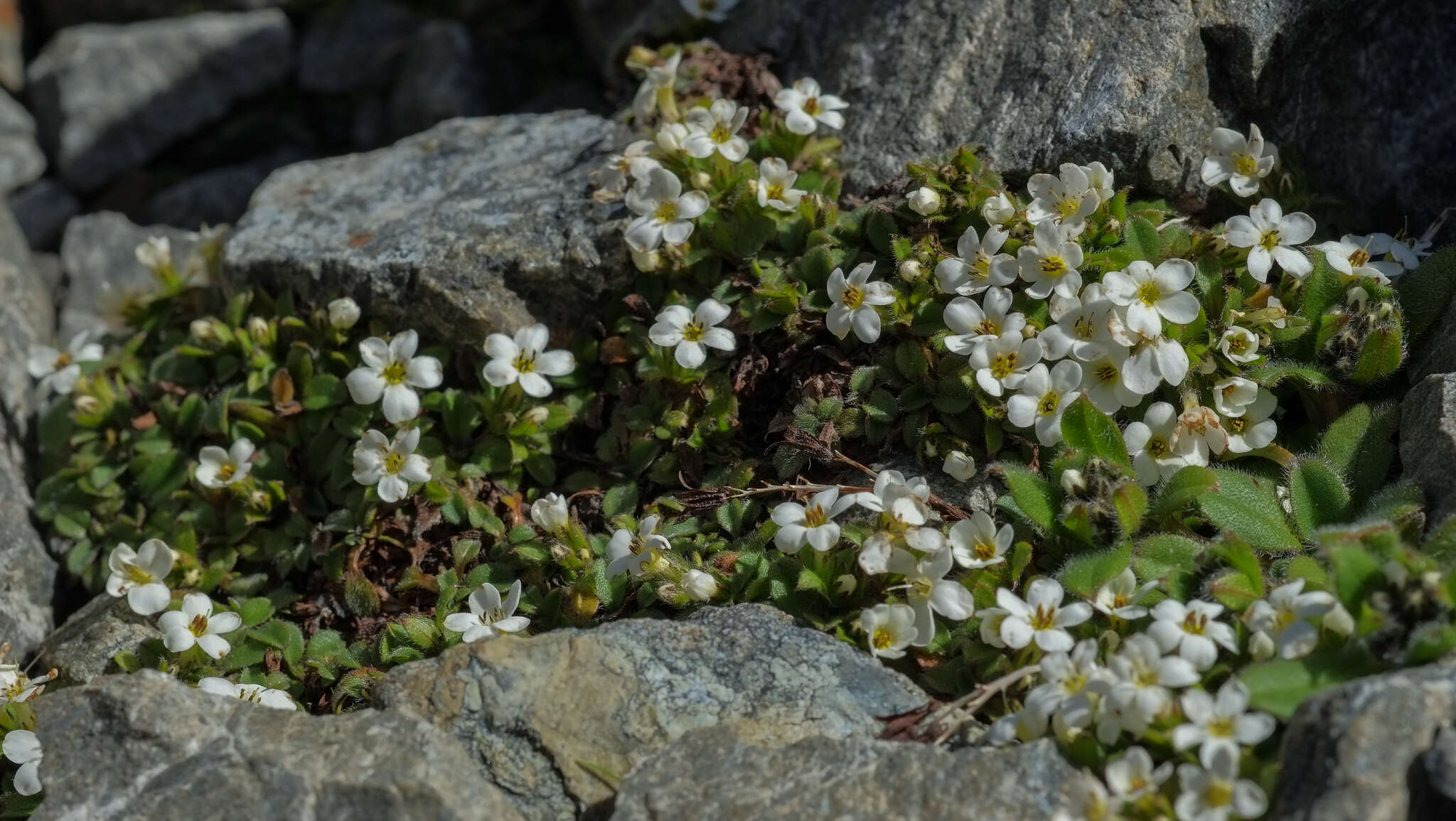 Image de Myosotis lyallii subsp. lyallii