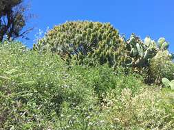 Echium acanthocarpum Svent. resmi