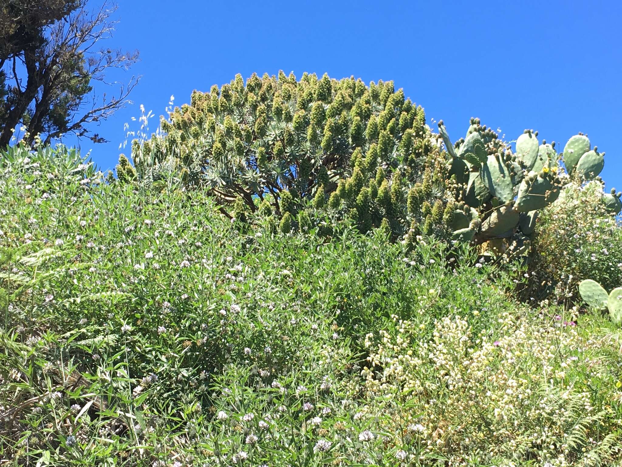 Imagem de Echium acanthocarpum Svent.