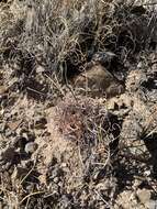 Image of Chihuahuan Fishhook Cactus