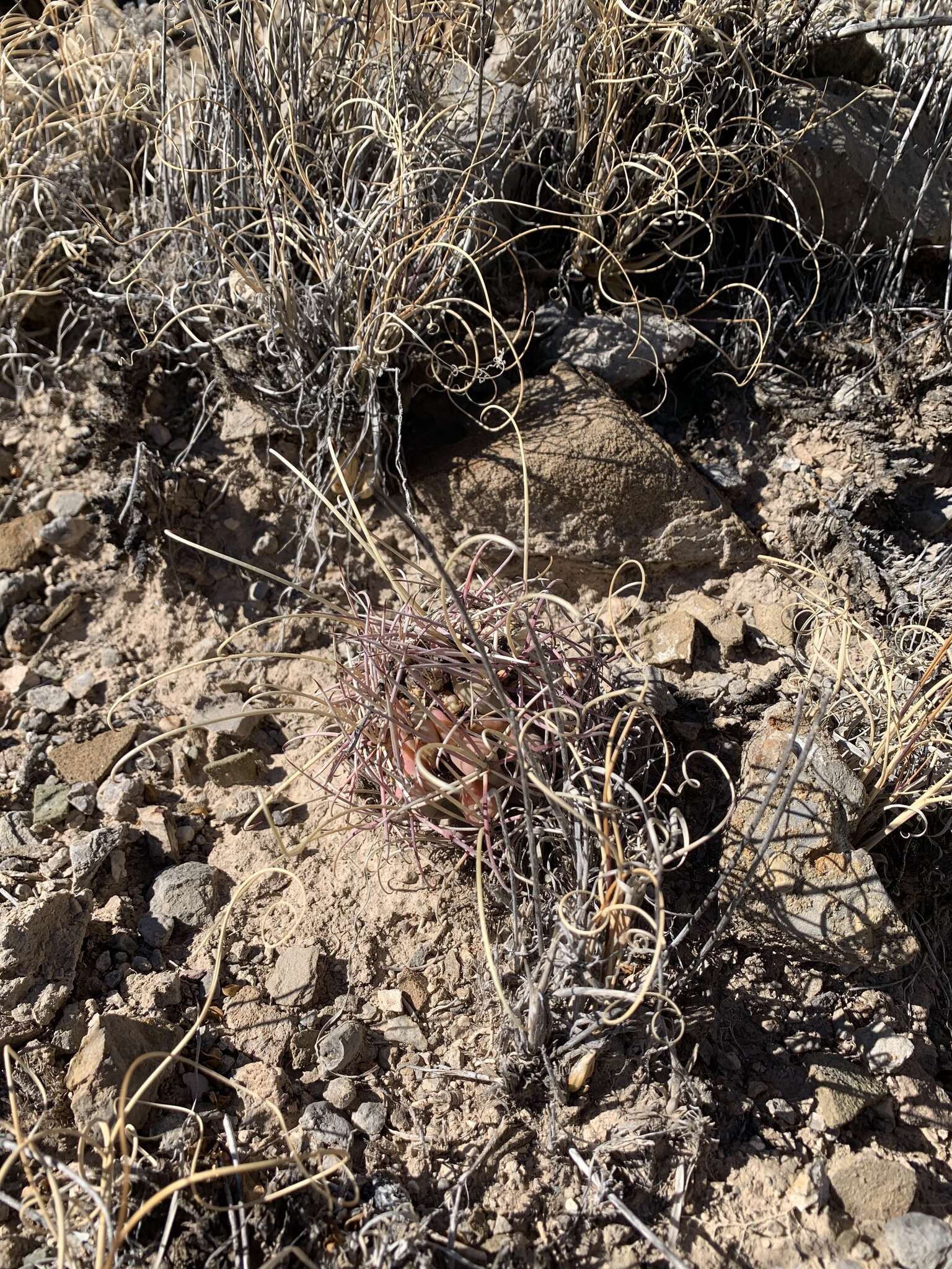 Image of Chihuahuan Fishhook Cactus