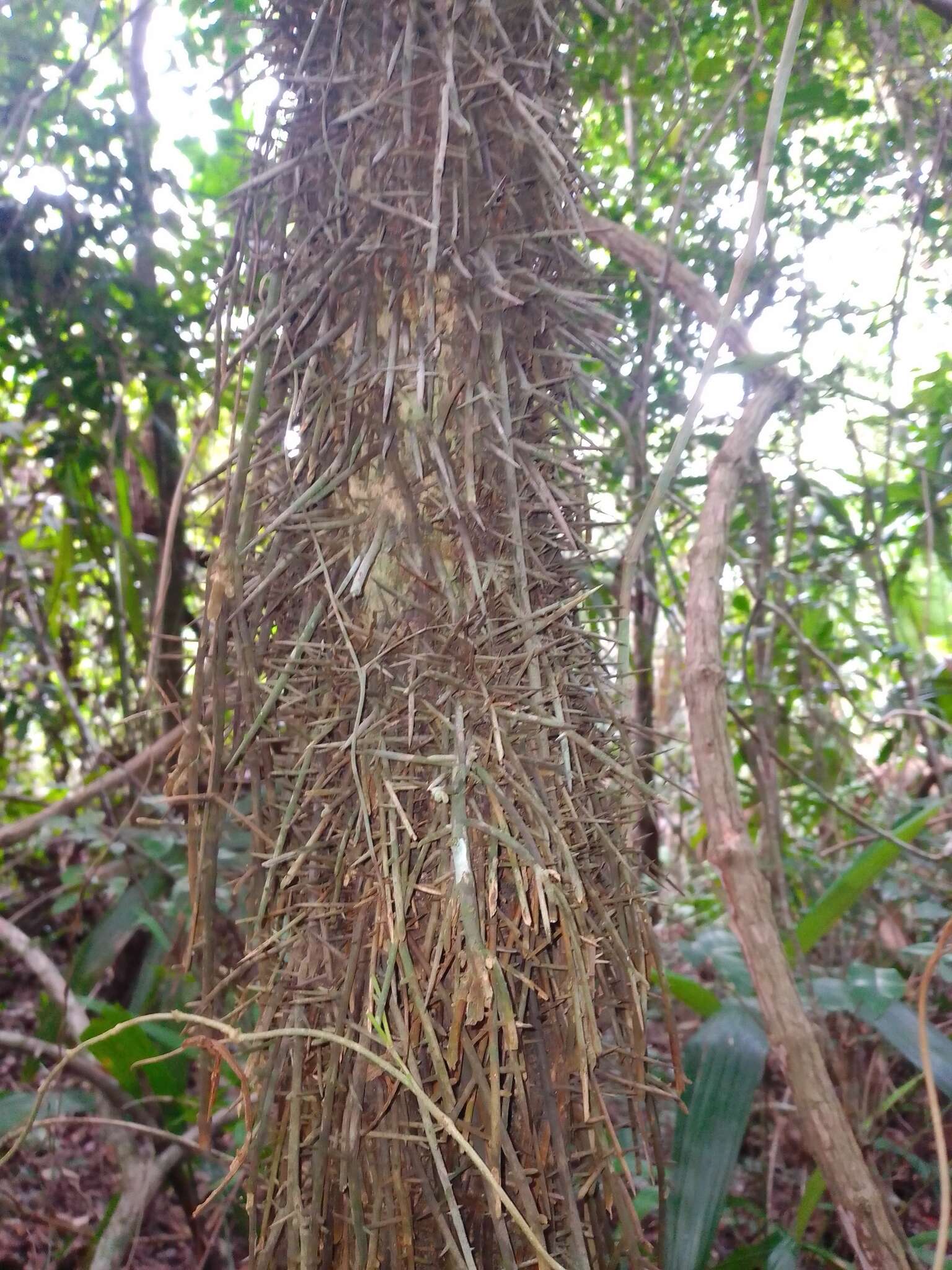 Image of Cryosophila stauracantha (Heynh.) R. J. Evans