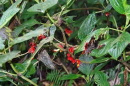 Image of Glossoloma tetragonoides (Mansf.) J. L. Clark