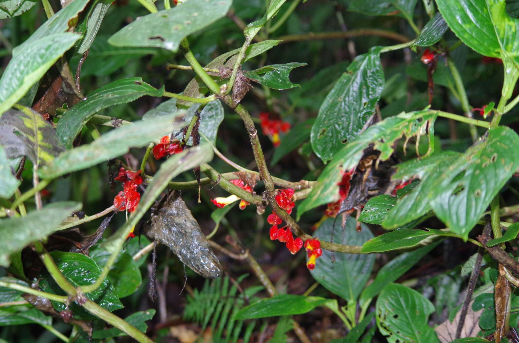 Image of Glossoloma tetragonoides (Mansf.) J. L. Clark