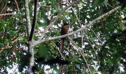 Image of Rufous-capped Motmot