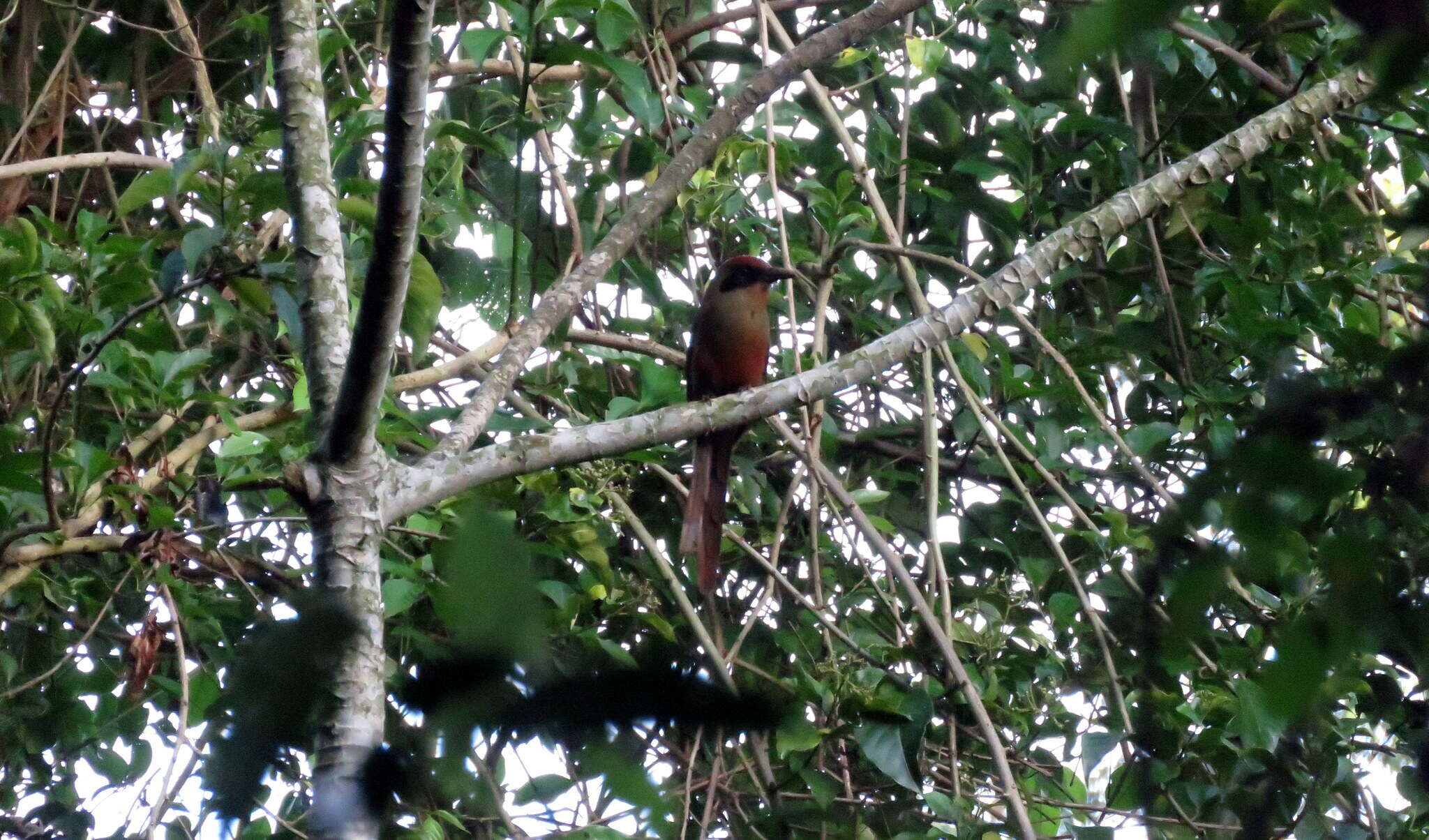 Image of Rufous-capped Motmot