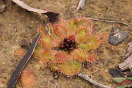 Image of Drosera whittakeri Planch.