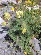 Oxytropis pilosa (L.) DC. resmi