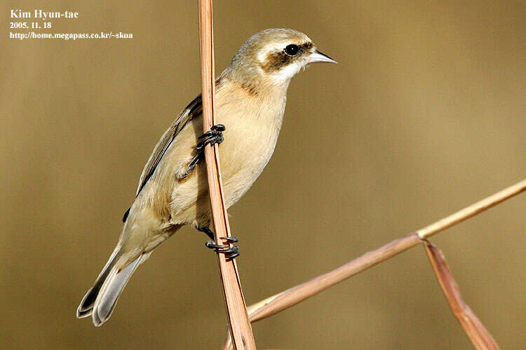 Image of Chinese Penduline Tit