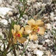 Image of shrubby purslane