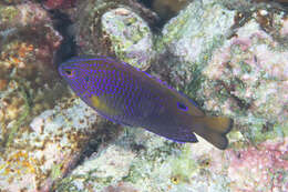 Image of Ocellate damselfish