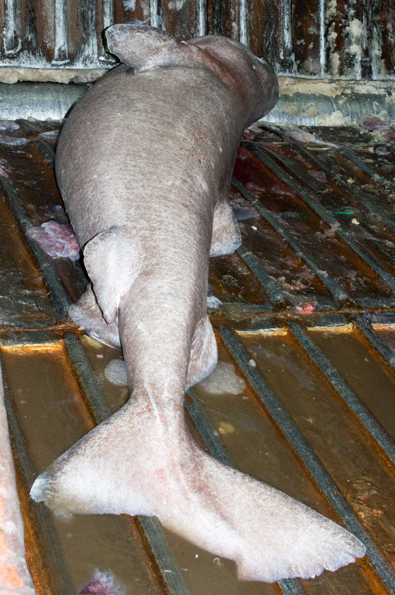 Image of sleeper shark