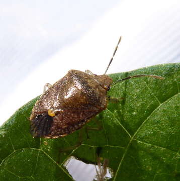 Imagem de Dryadocoris apicalis