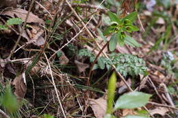 Image of Siebold's spurge