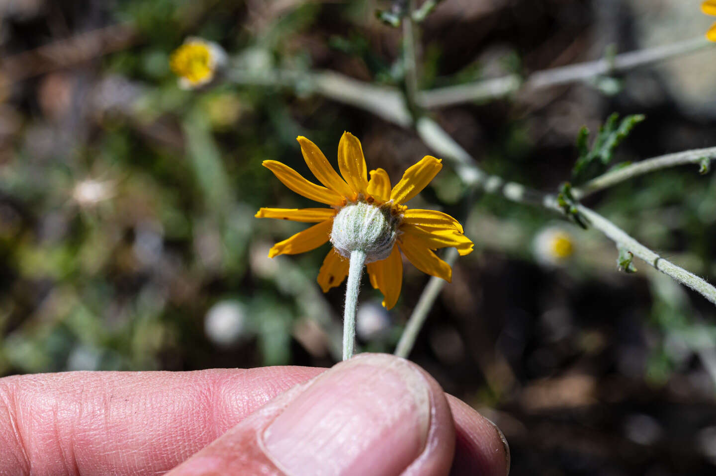 Image of <i>Eriophyllum lanatum</i> var. <i>achilleoides</i> (DC.) Jeps.