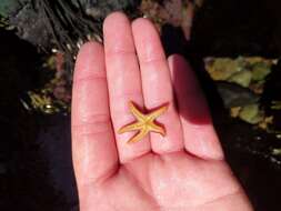 Image of Blood star