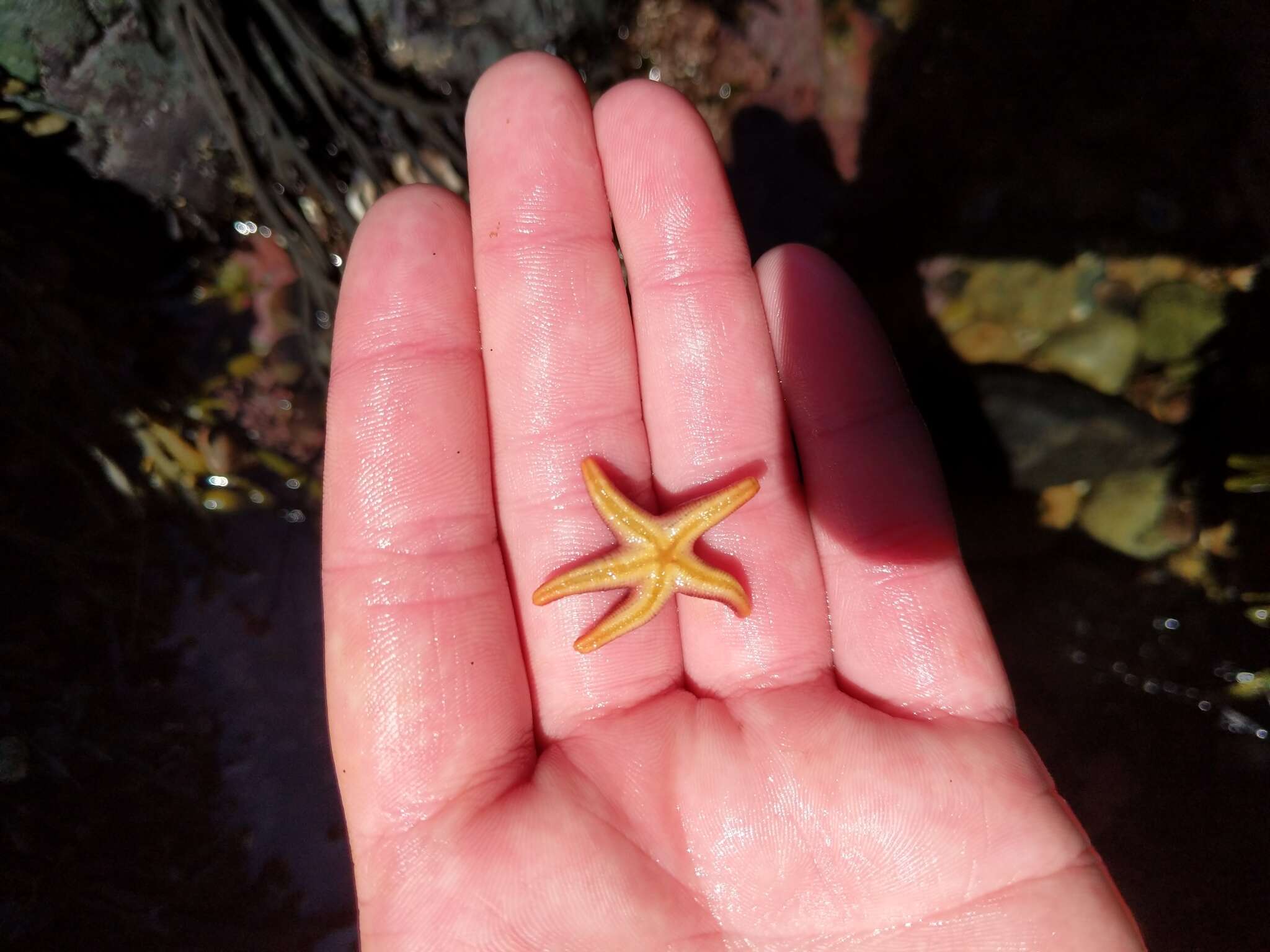 Image of Blood star