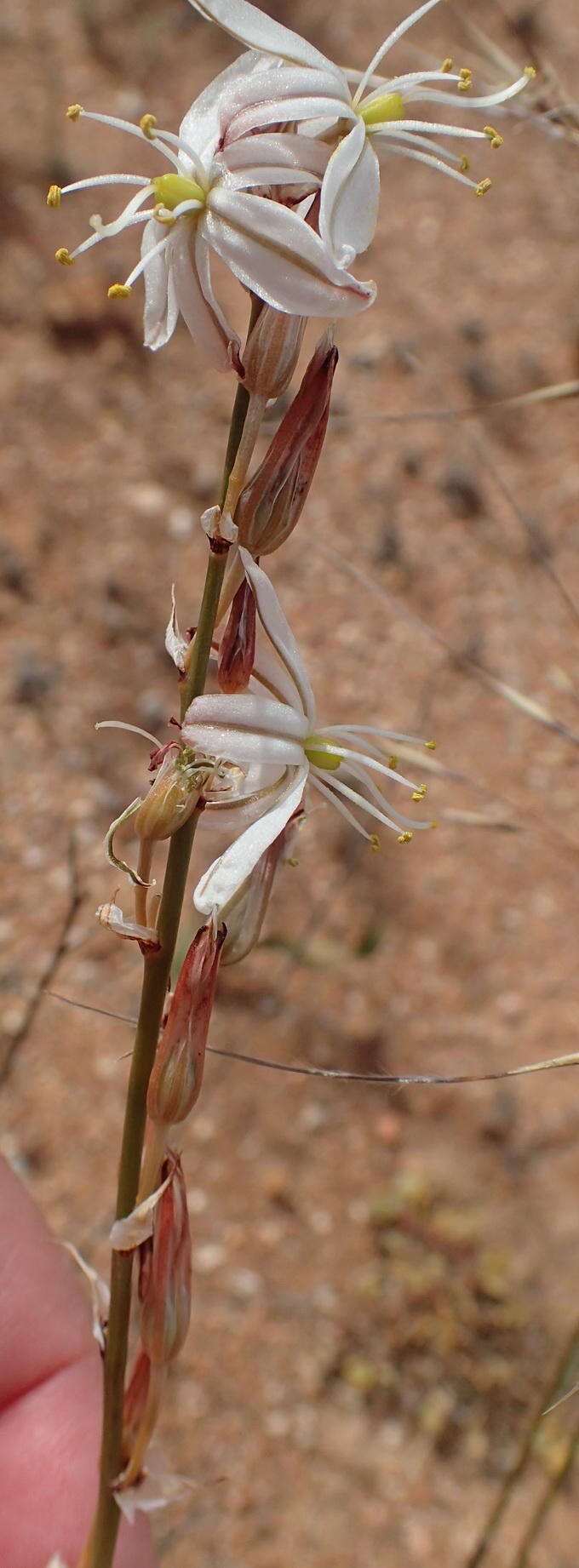 Image of Chlorophytum crassinerve (Baker) Oberm.