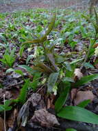 Image of Drooping Bittercress