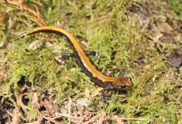 Image of Coeur d'Alene Salamander