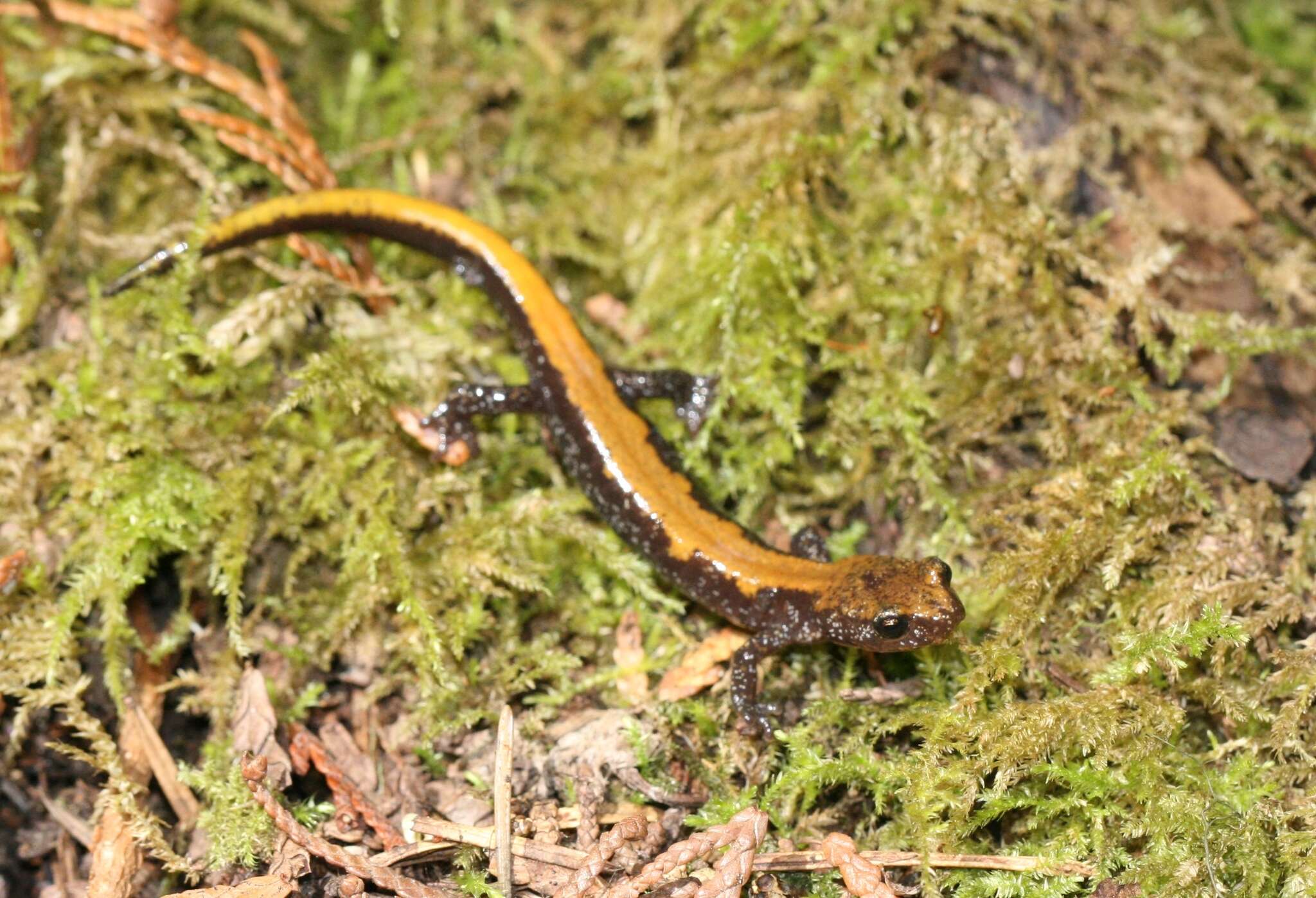 Image of Coeur d'Alene Salamander