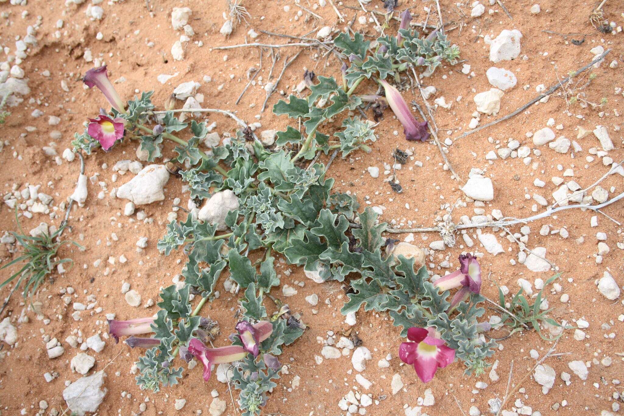 Image of Harpagophytum procumbens subsp. procumbens