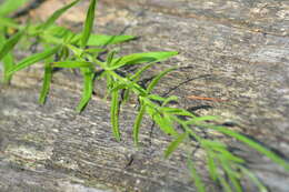 Image of Downy Willowherb