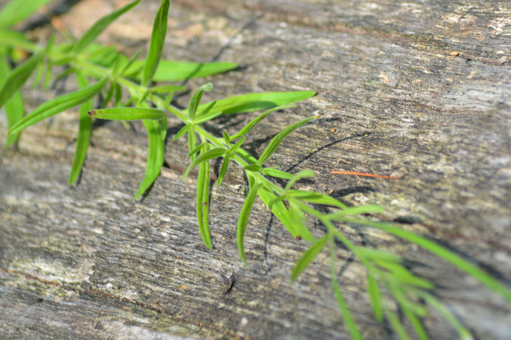 Image of Downy Willowherb