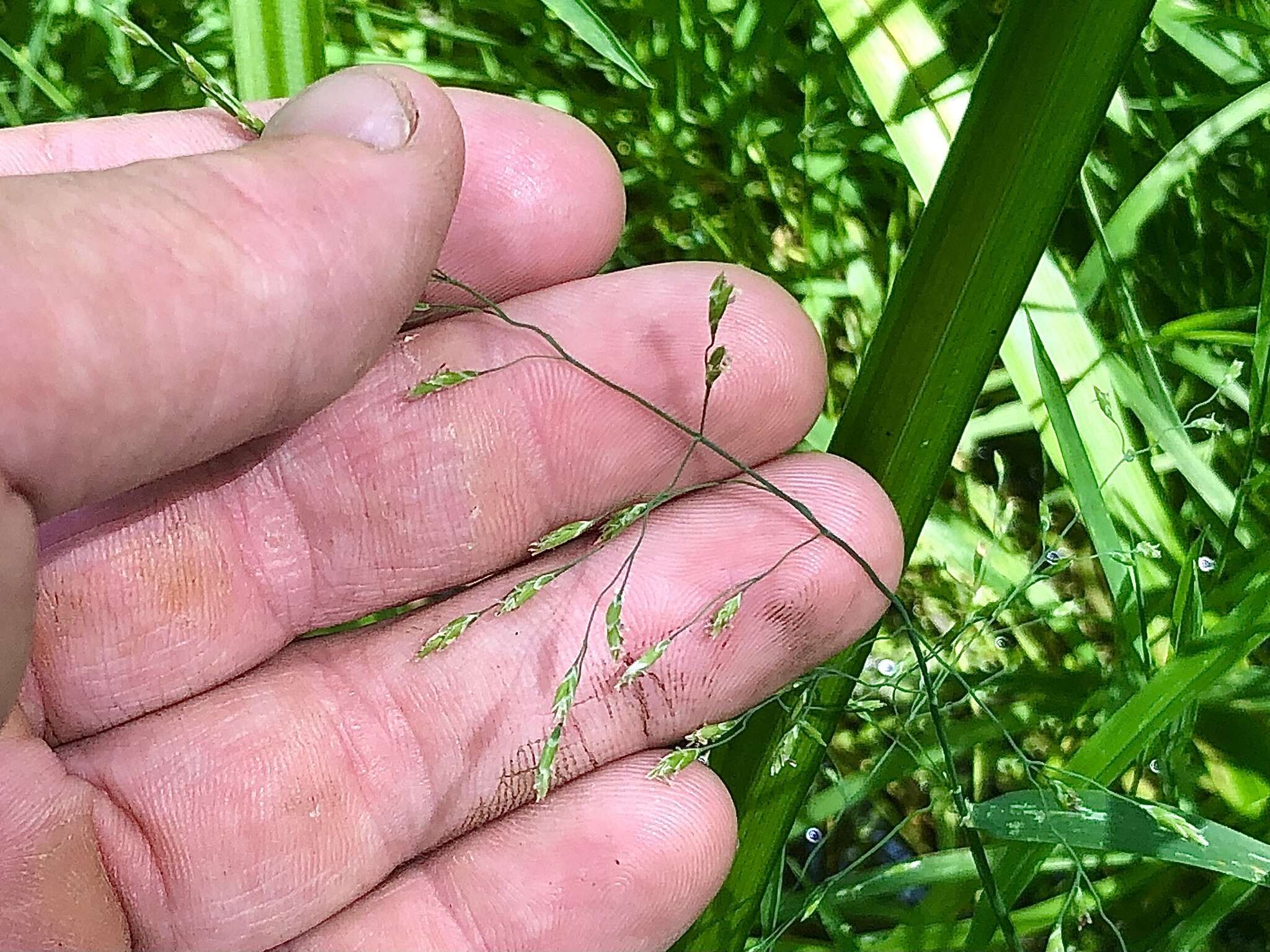 Imagem de Torreyochloa pallida (Torr.) Church