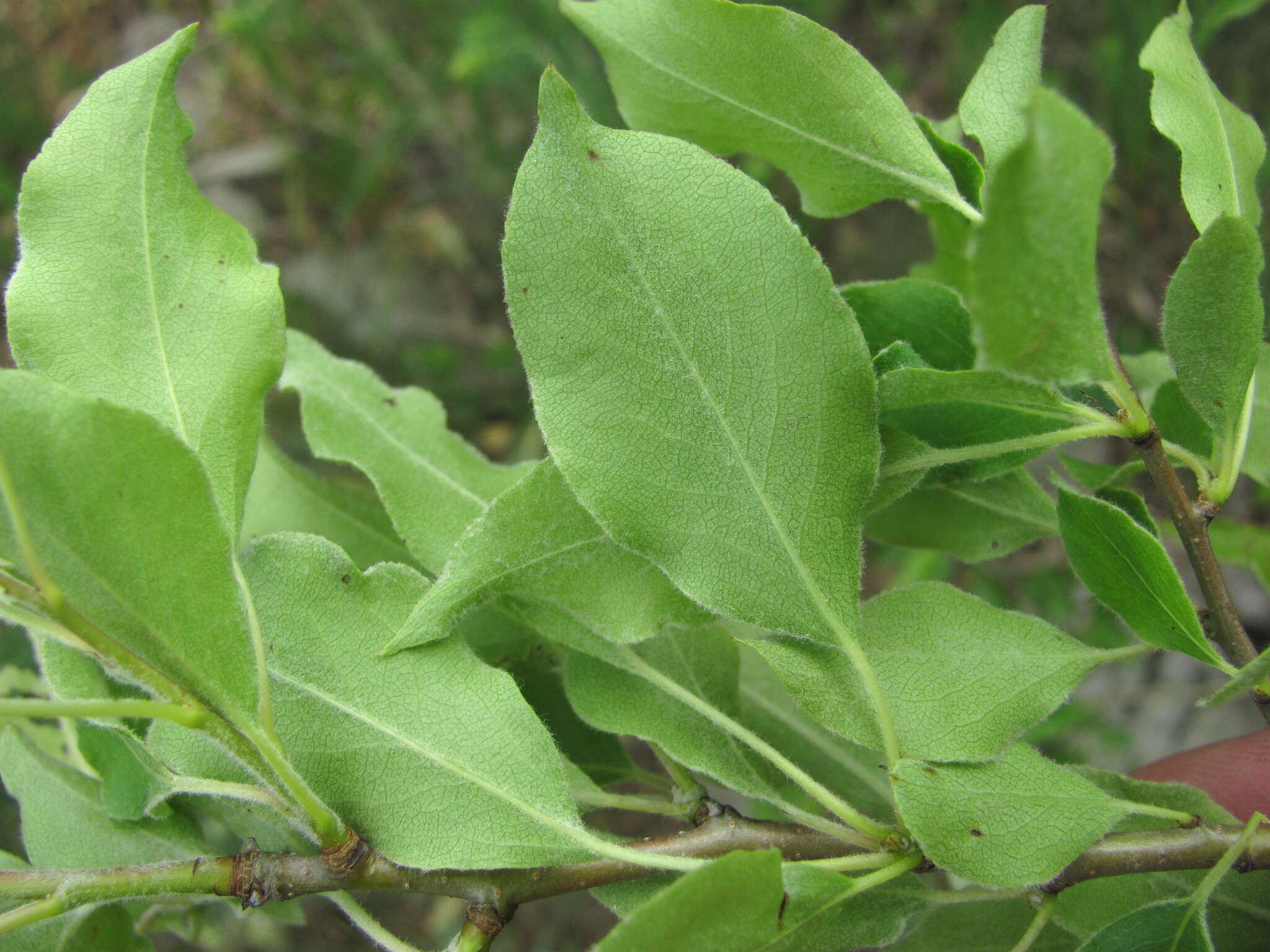 Plancia ëd Pyrus georgica