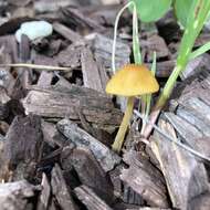 Conocybe aurea (Jul. Schäff.) Hongo 1963 resmi