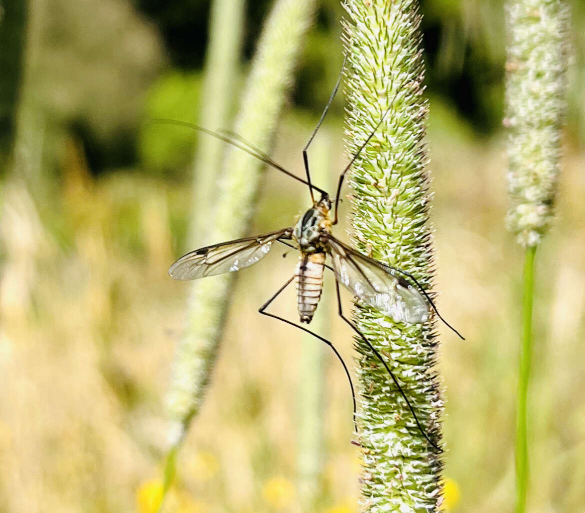 Image of Leptotarsus (Macromastix) vulpinus (Hutton 1881)