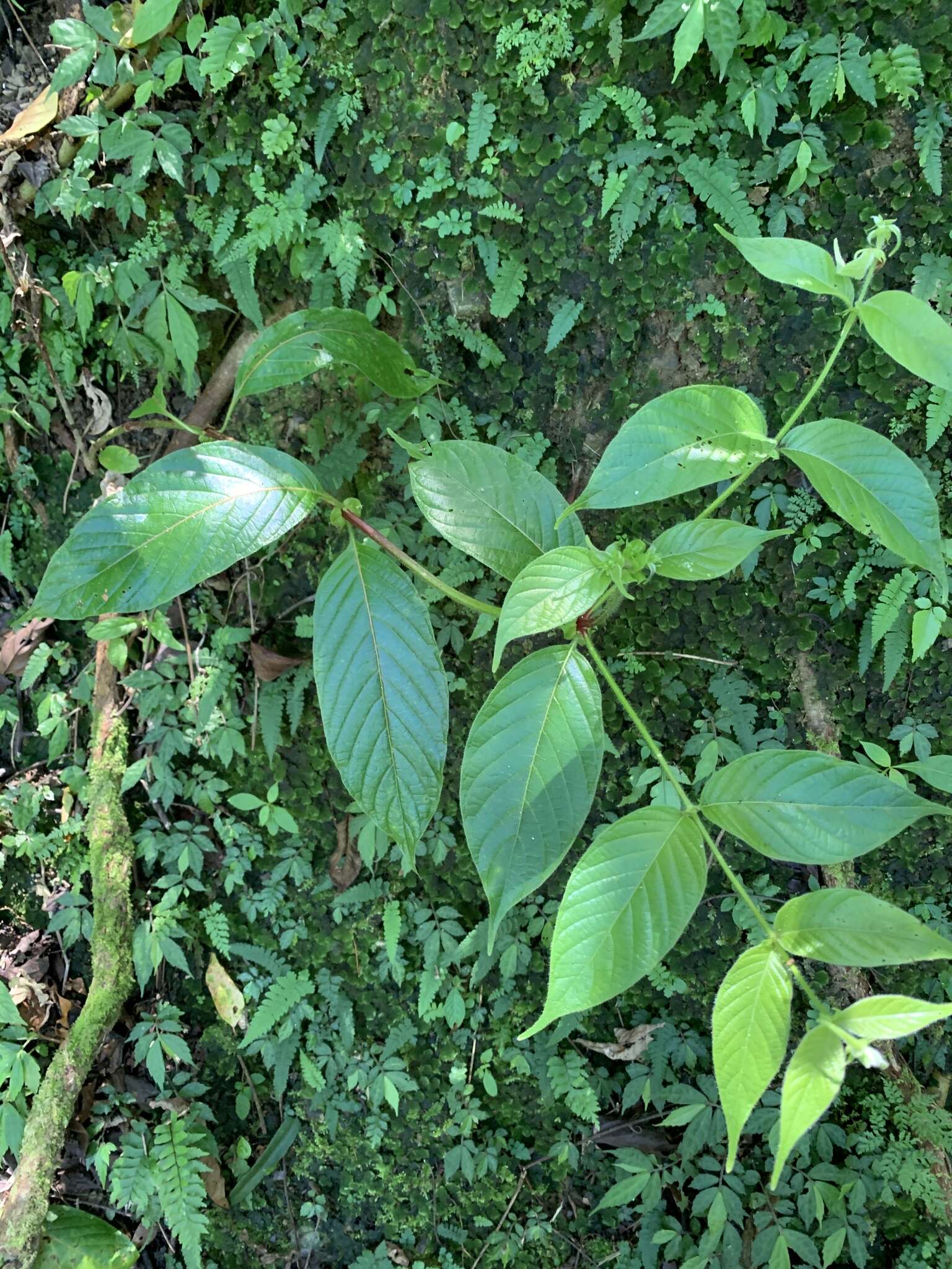 Image of Uncaria hirsuta Havil.