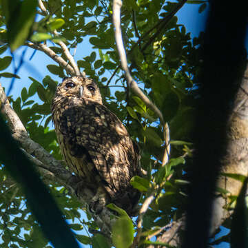 صورة Asio madagascariensis (Smith & A 1834)