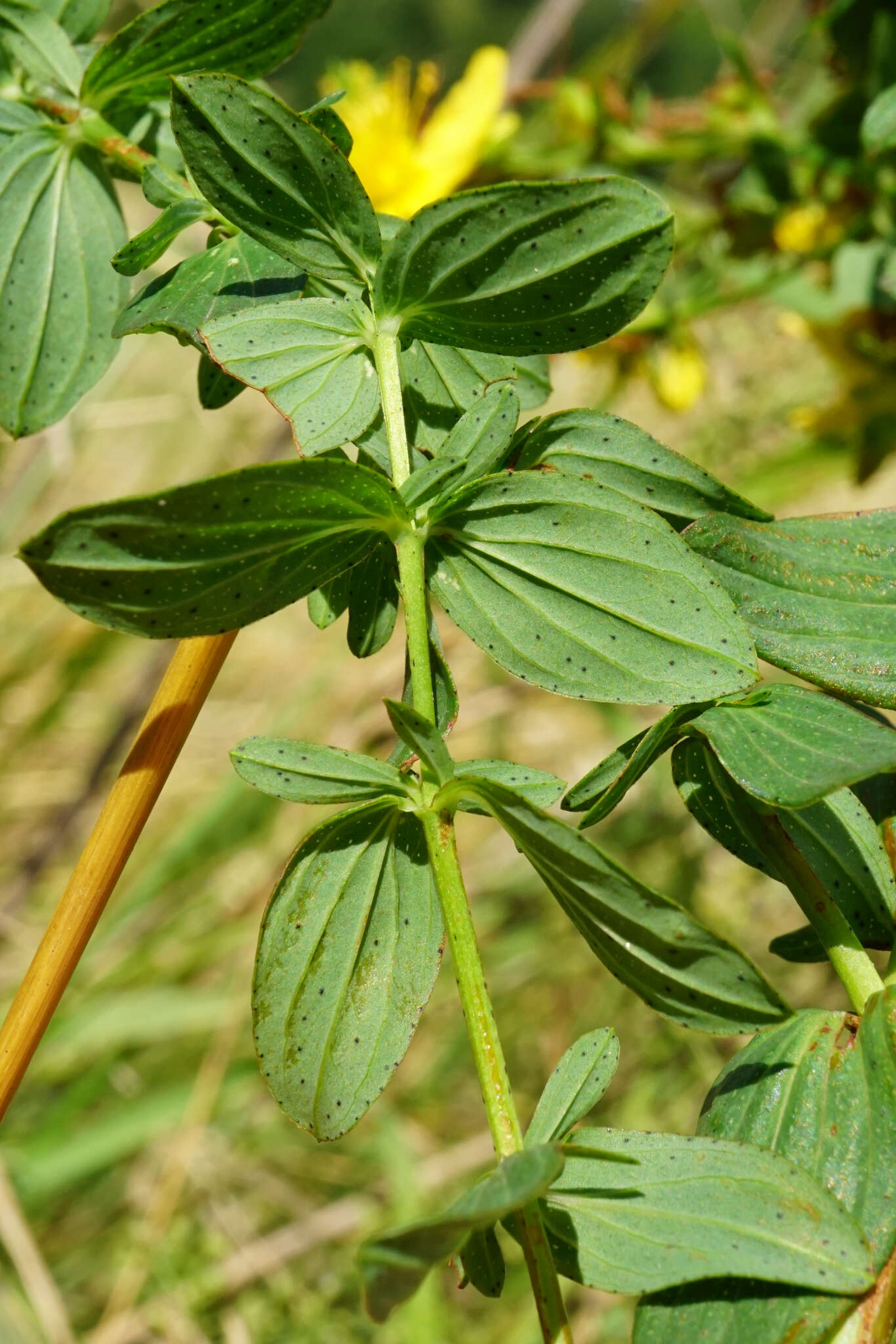 Sivun Hypericum desetangsii Lamotte kuva