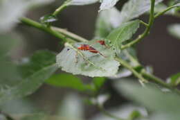 Image of Flag-footed Bug