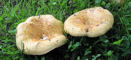 Image of Lactarius psammicola A. H. Sm. 1941