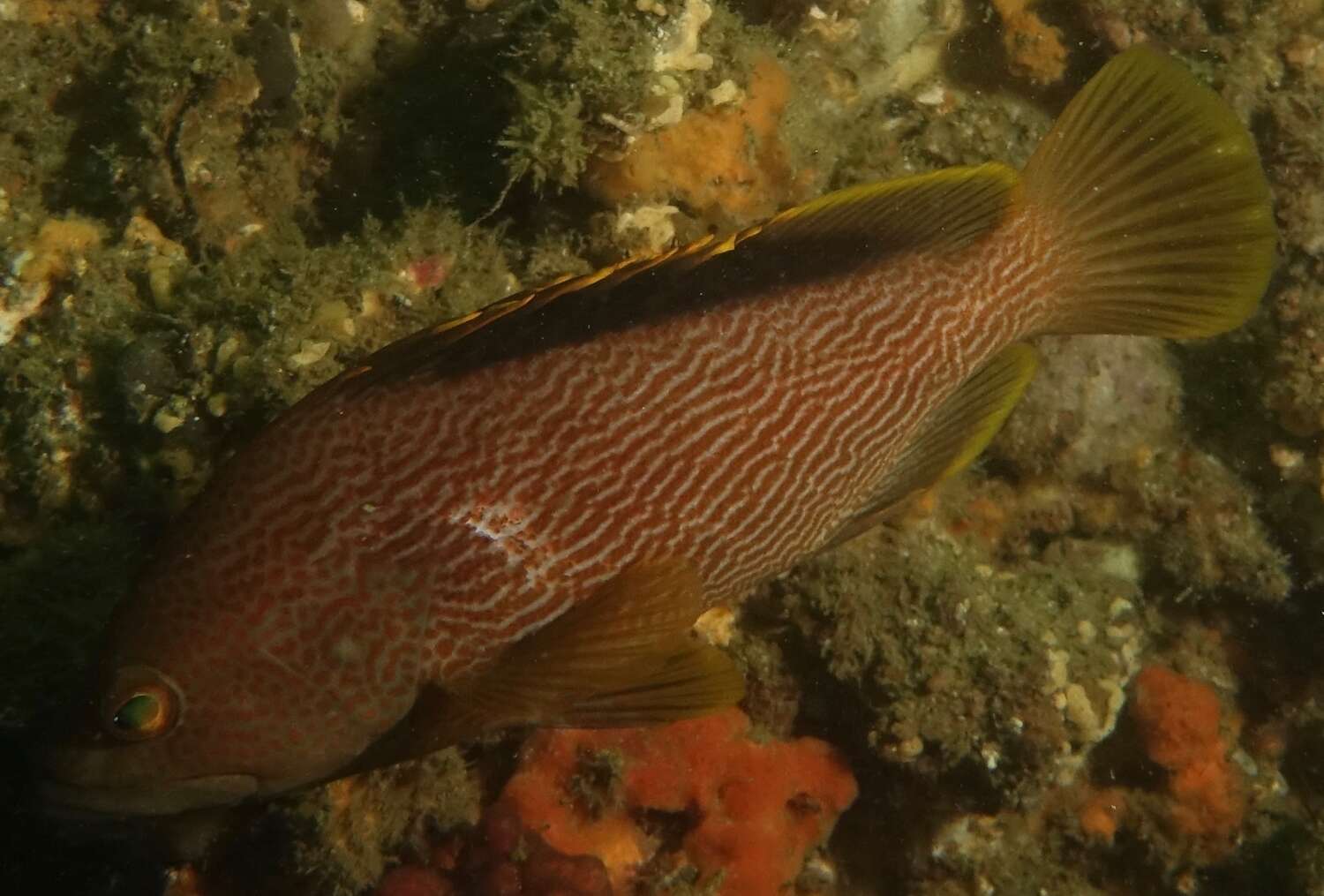 Epinephelus undulatostriatus (Peters 1866)的圖片