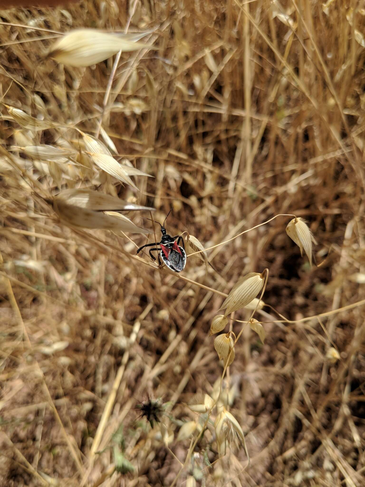 Plancia ëd Apiomerus californicus Berniker & Szerlip ex Berniker et al. 2011